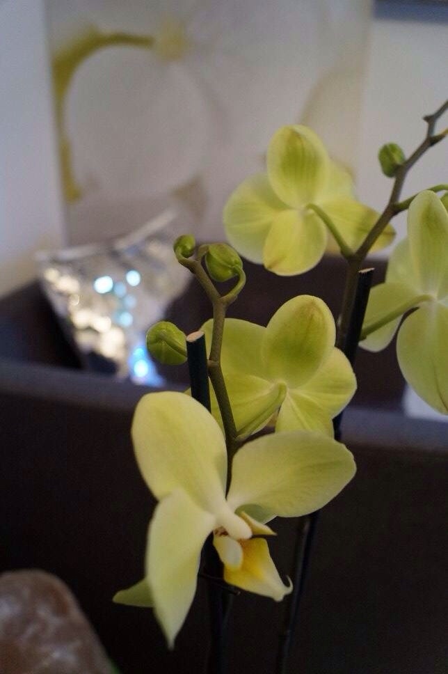 SD Cosmetic - Kosmetikstudio Lorsch